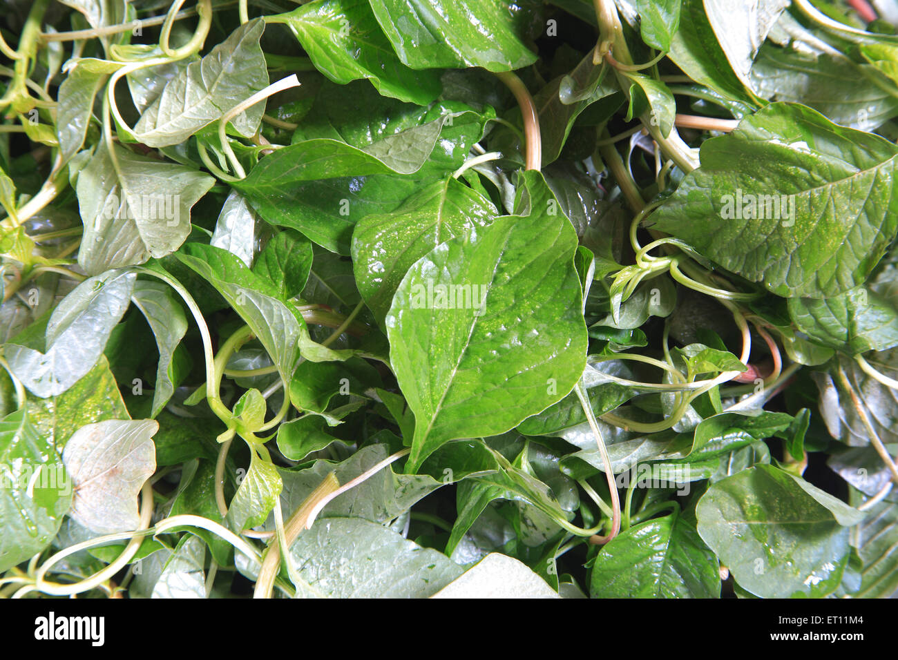 Hojas de Chawli, hojas de Amaranth, hojas de chauli Foto de stock