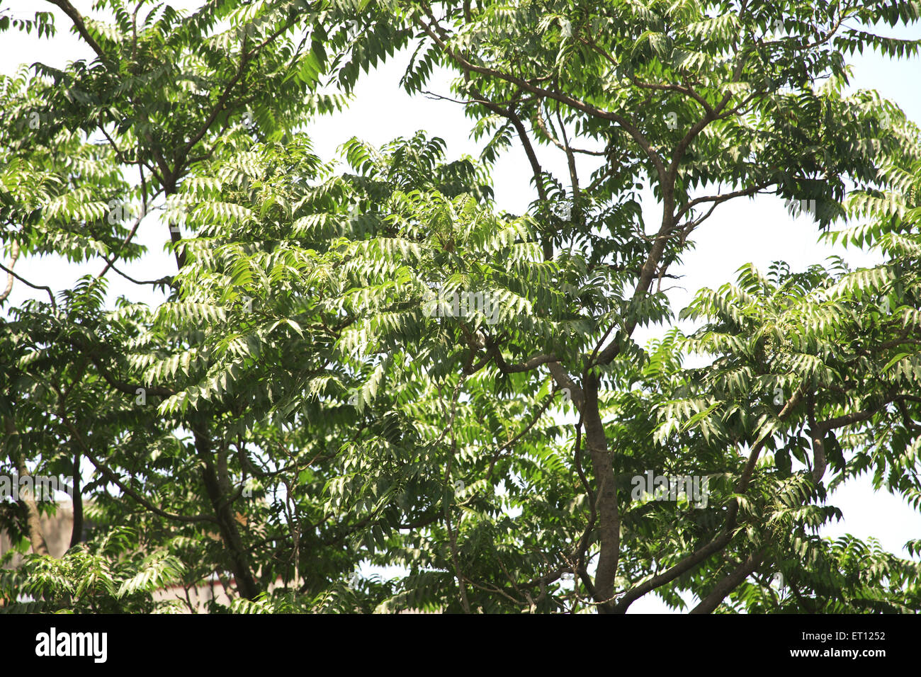 Las hojas verdes de neem o margosa Azadirachta indica 2 de junio de 2009 Foto de stock