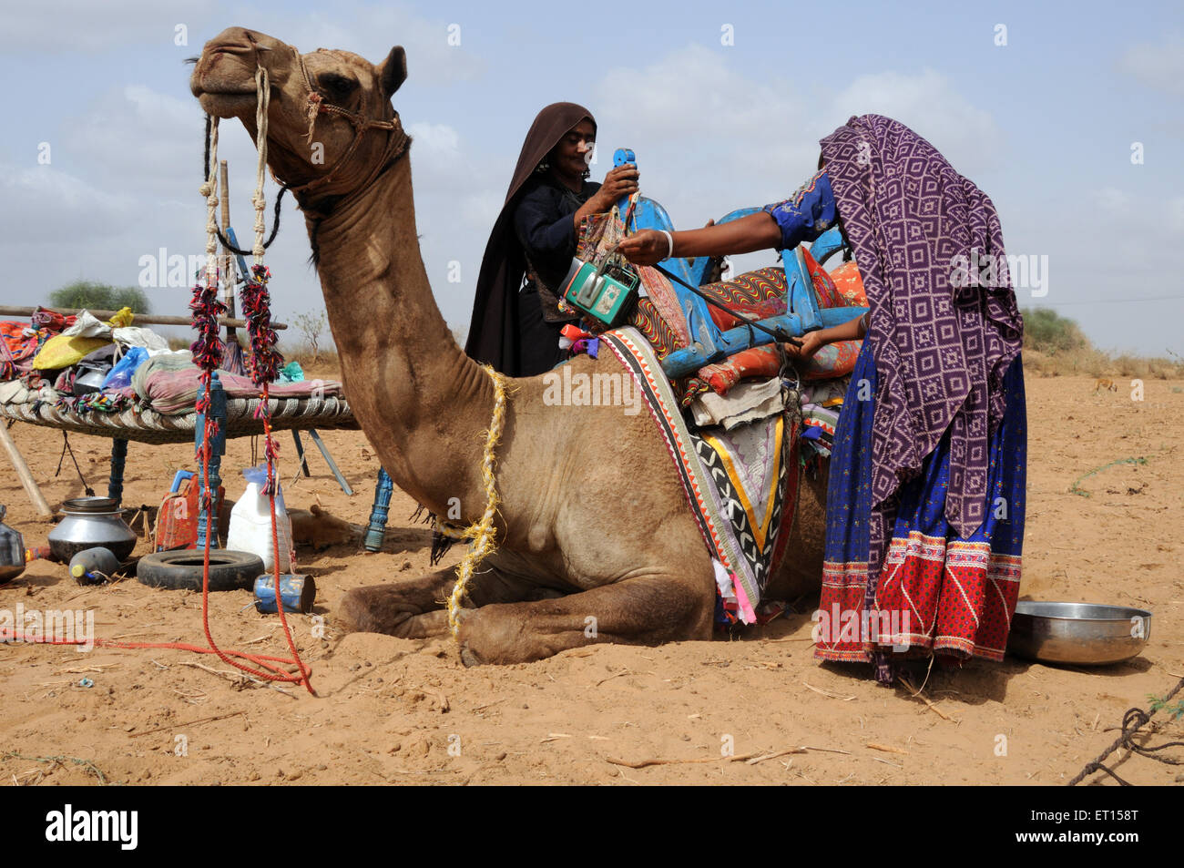 Las mujeres portadoras de hogar tribal gitano cosa en camello de Kutch ; ; ; Gujarat India Foto de stock