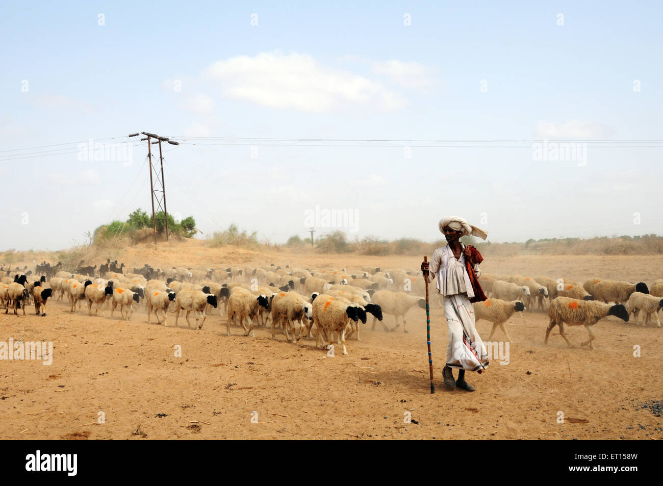 Pastor o pastor con rebaño de rebaño de ovejas, Bhuj, Kutch, Gujarat, India, Asia Foto de stock