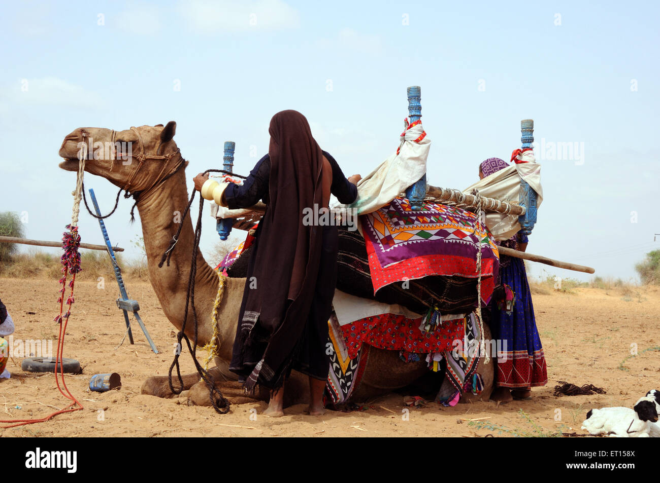 Las mujeres portadoras de hogar tribal gitano cosa en camello de Kutch ; ; ; Gujarat India Foto de stock