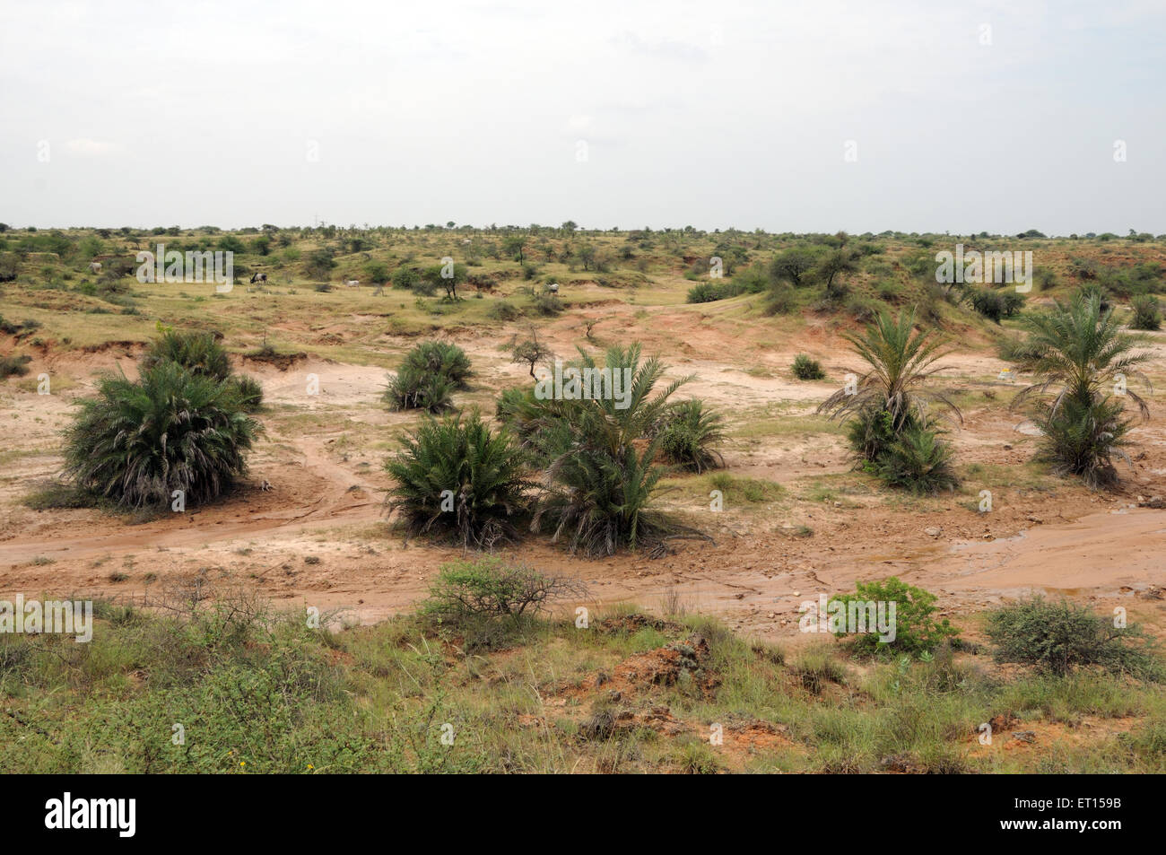 Tierra estéril con arbustos verdes de Anjar, Kachchh, Kutch, Gujarat, India Foto de stock
