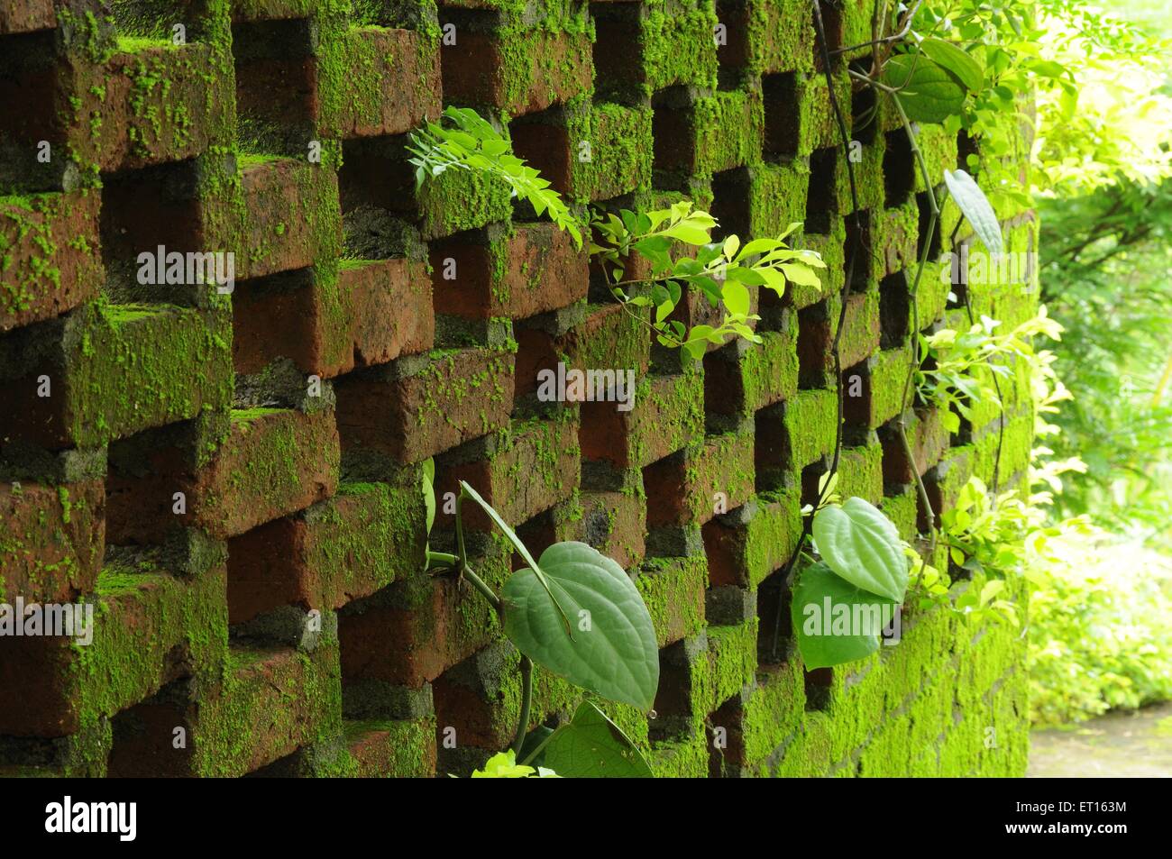 pared de ladrillo, musgo verde, hojas verdes Foto de stock