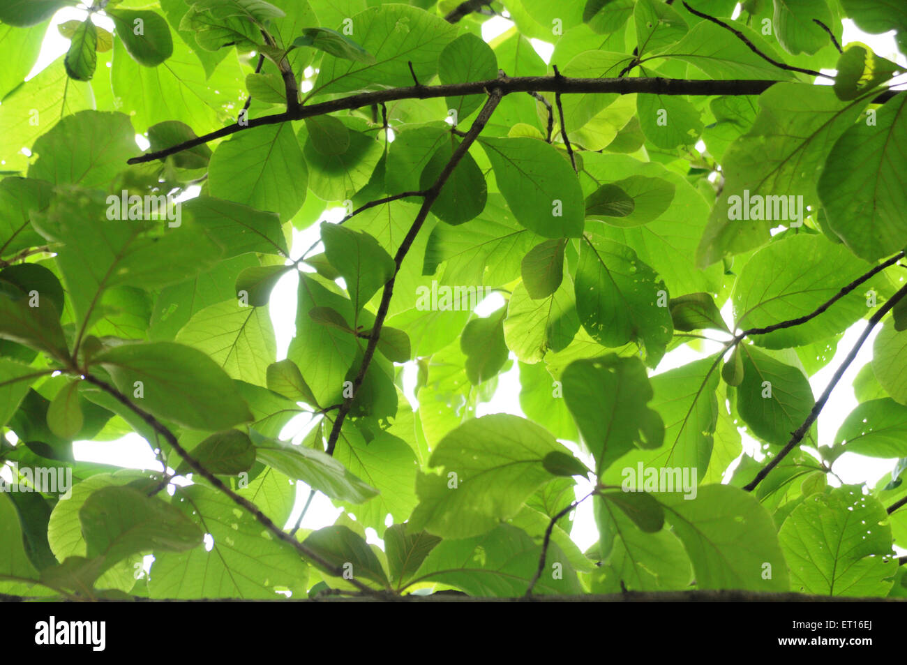 hojas de color verde Foto de stock