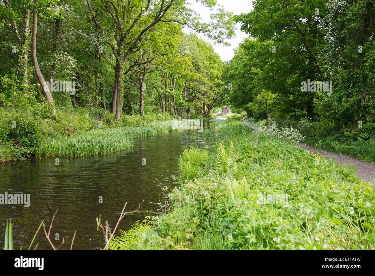 Canal de Ambergate Cromford, Derbyshire, Inglaterra Foto de stock