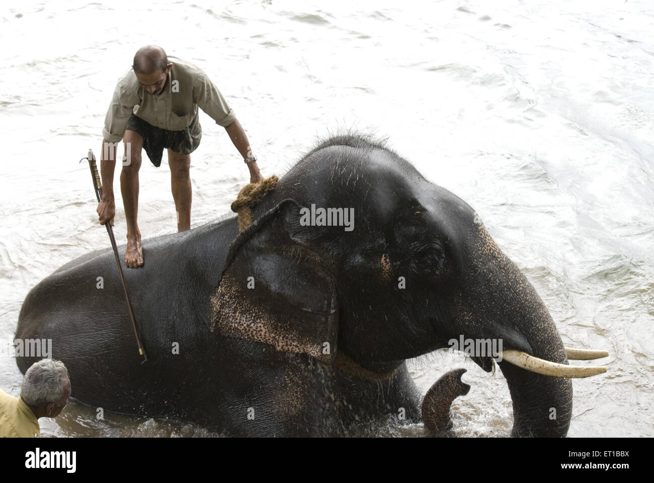 Mahout bañarse en elefante Keral Kodanand en India Foto de stock