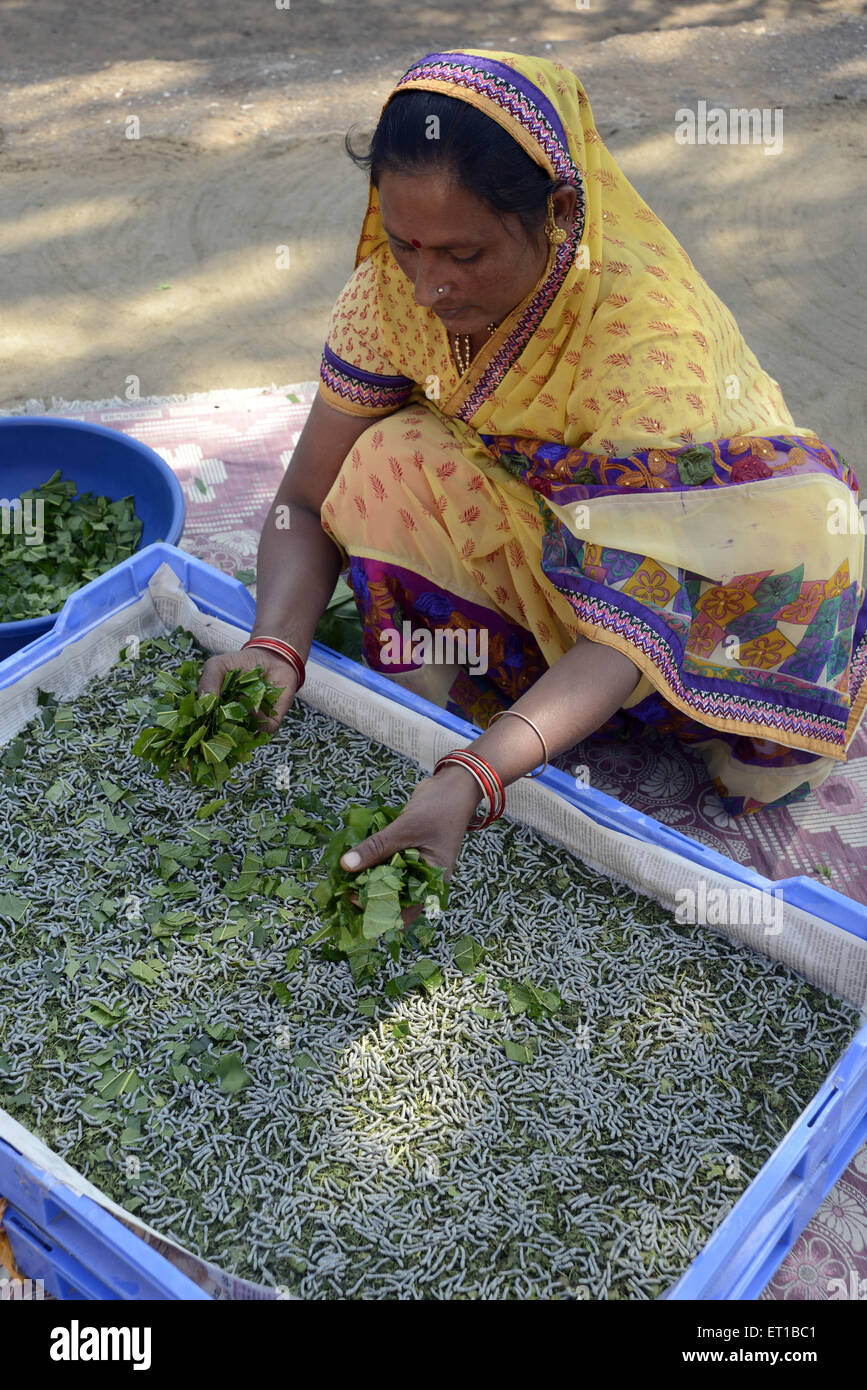 Mujer de sericultura que extiende hojas de morera para alimentar gusanos de seda India Asia Foto de stock