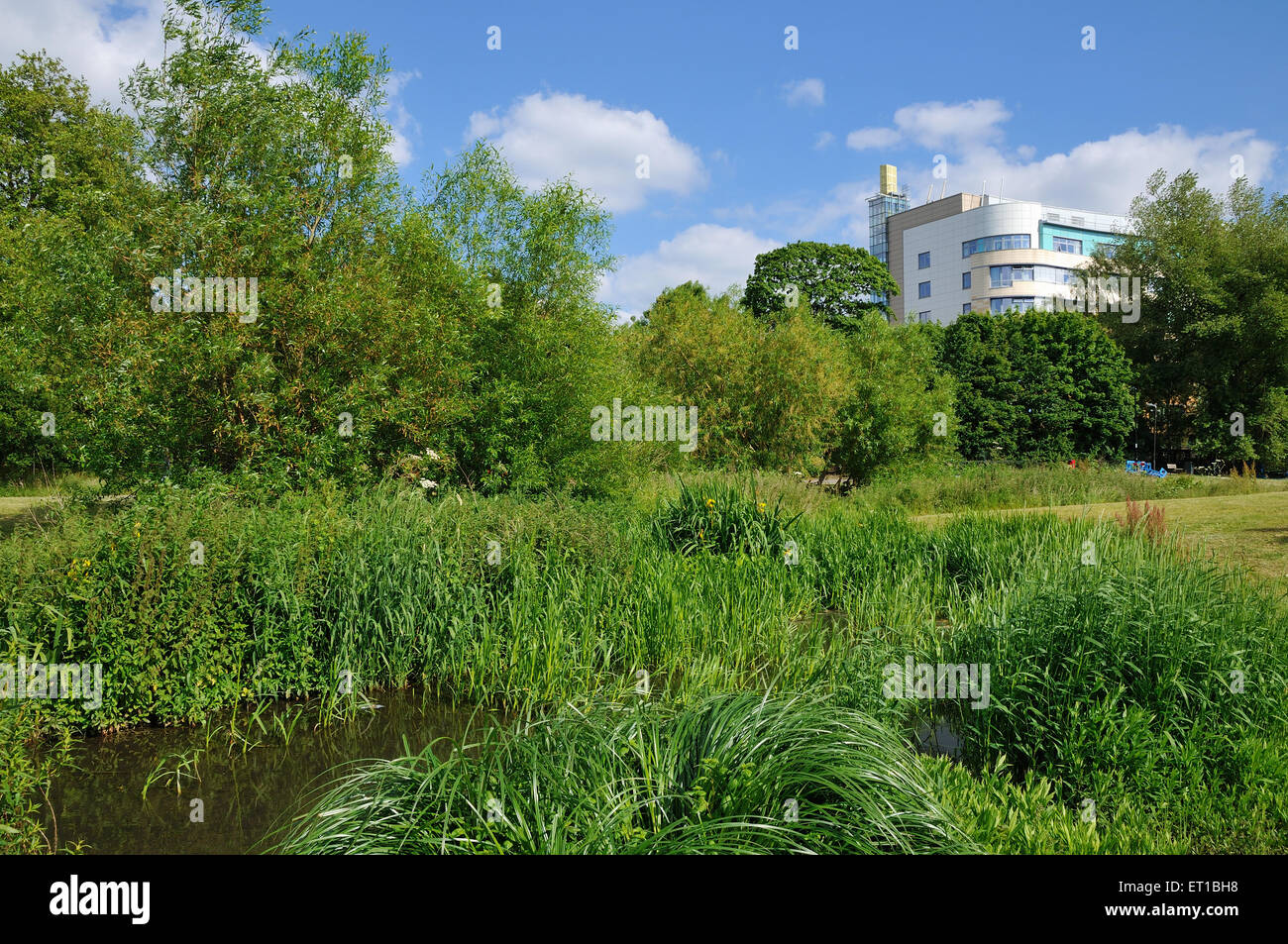 Campos Ladywell espacio verde, en el sureste de Londres, Reino Unido con el edificio del Hospital Universitario Lewisham Foto de stock