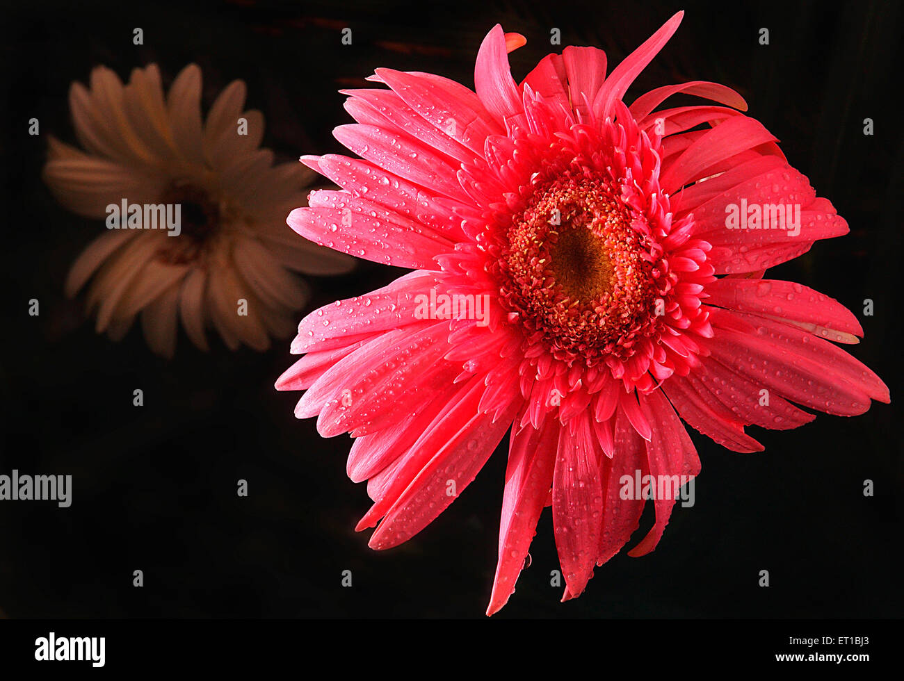 Dalia rosa flor Foto de stock