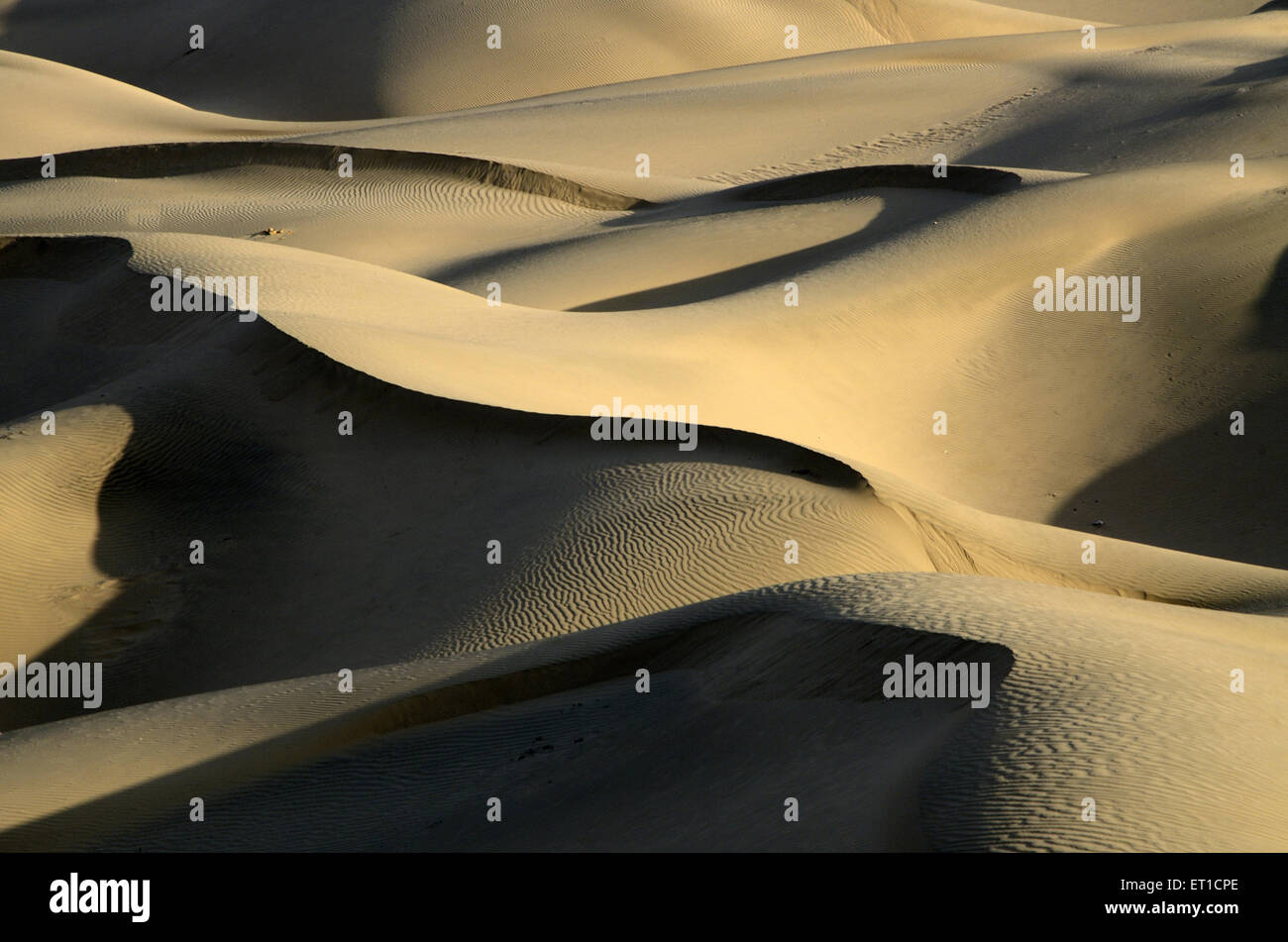 Las curvas y los contornos de una duna de arena en Jaisalmer en Rajastán, India Foto de stock