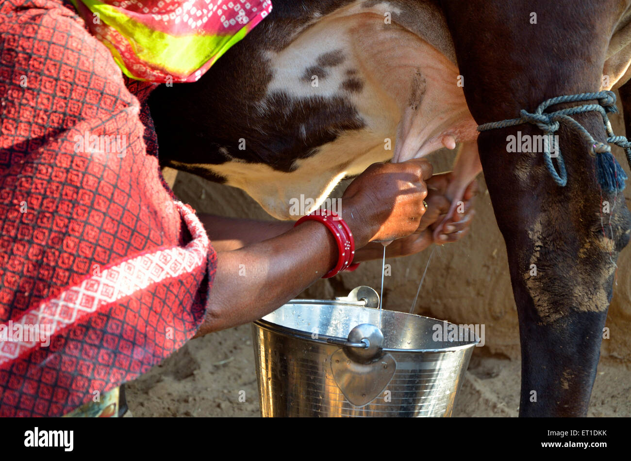 La mujer es el ordeño de las vacas construido de barro Bikaner Rajasthan India Asia Foto de stock
