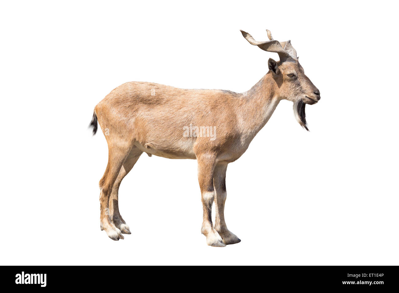 El markhor aislado sobre fondo blanco, el markhor es una especie grande de cabra salvaje que se encuentra en el noreste de Afganistán Foto de stock