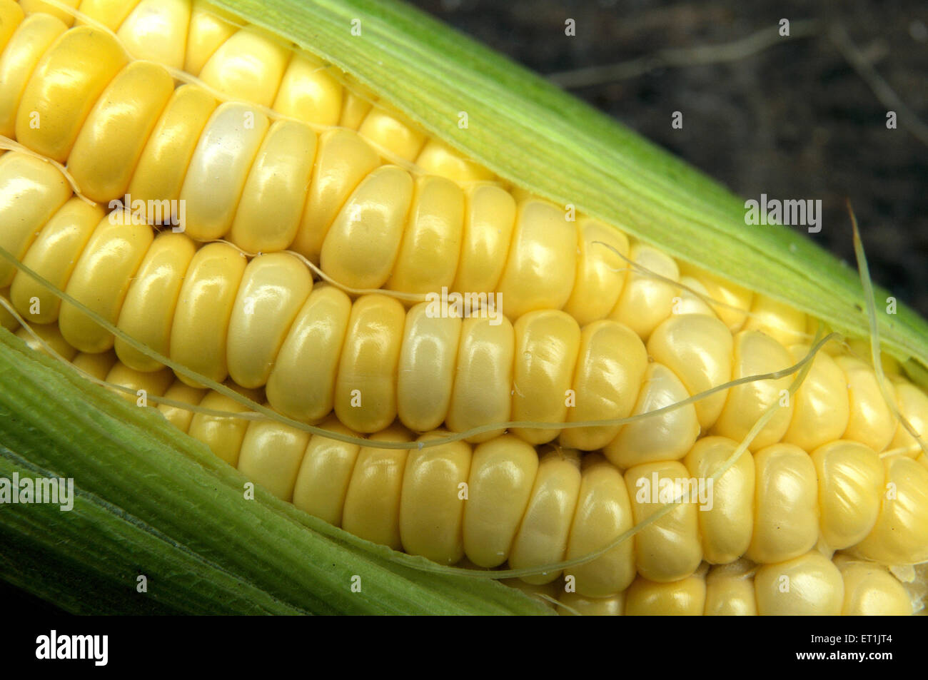 maíz, maíz, maíz dulce, maíz en la mazorca, Foto de stock
