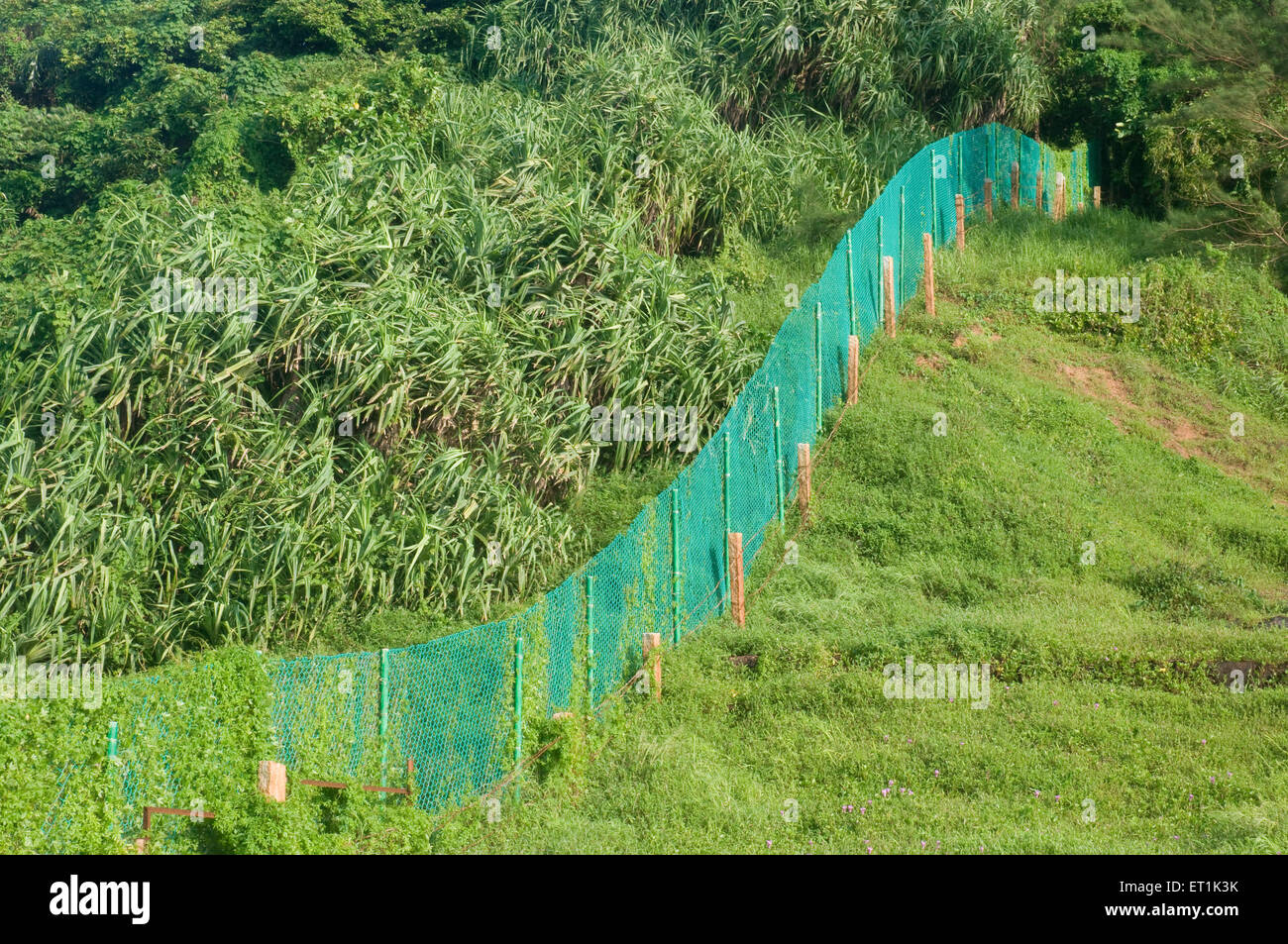 Malla verde fotografías e imágenes de alta resolución - Alamy