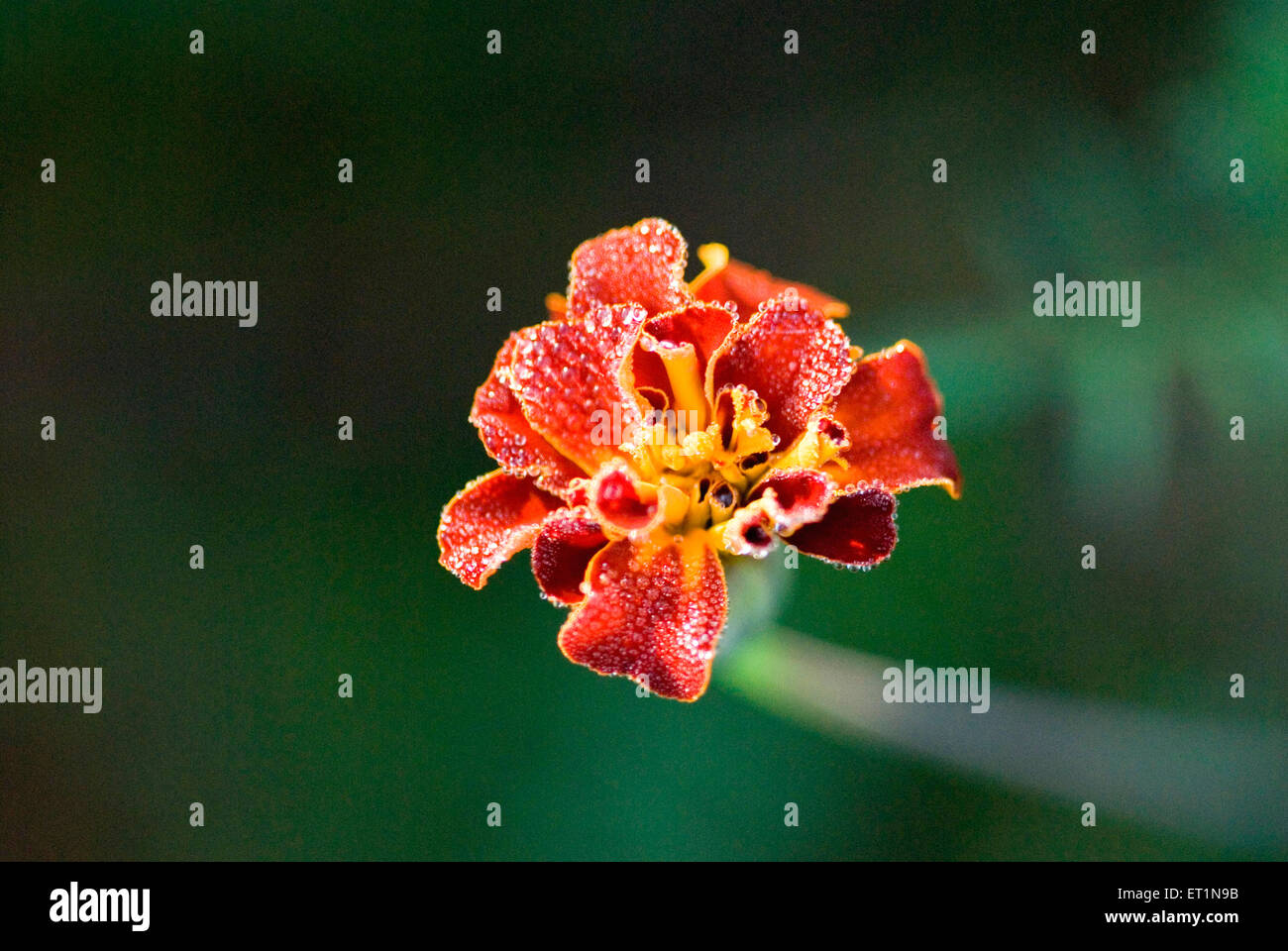 zendu flor o gotas de rocío de la flor de marigold Foto de stock