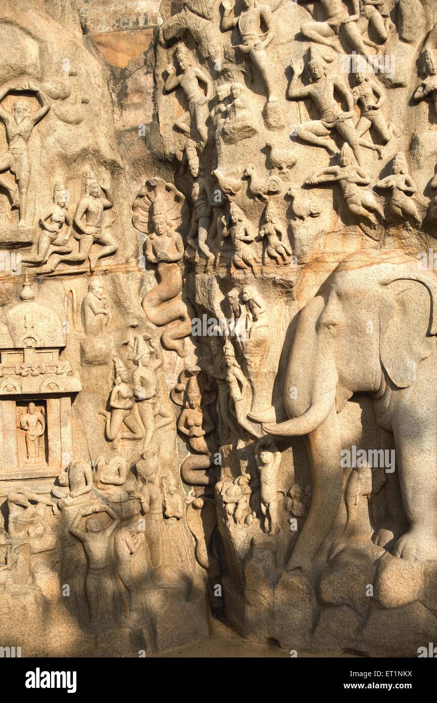 Pared de roca anjunas penitencia y descenso de ganga Mahabalipuram Mamallapuram ; ; ; de Tamil Nadu, India Foto de stock