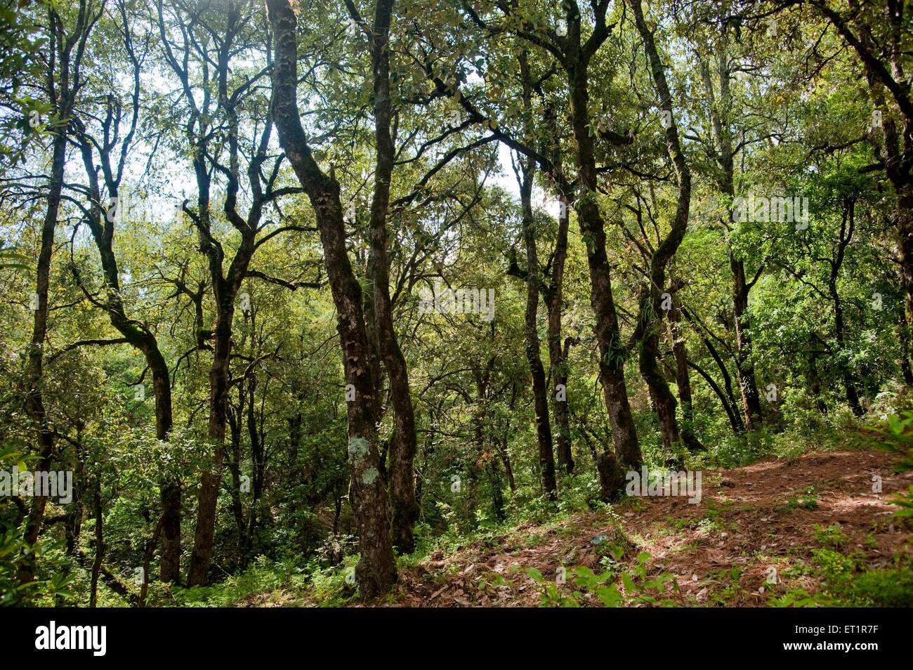 Bosque, Sitlakhet, Shitlakhet, Almora, Uttarakhand, India, Asia, Asia, India Foto de stock