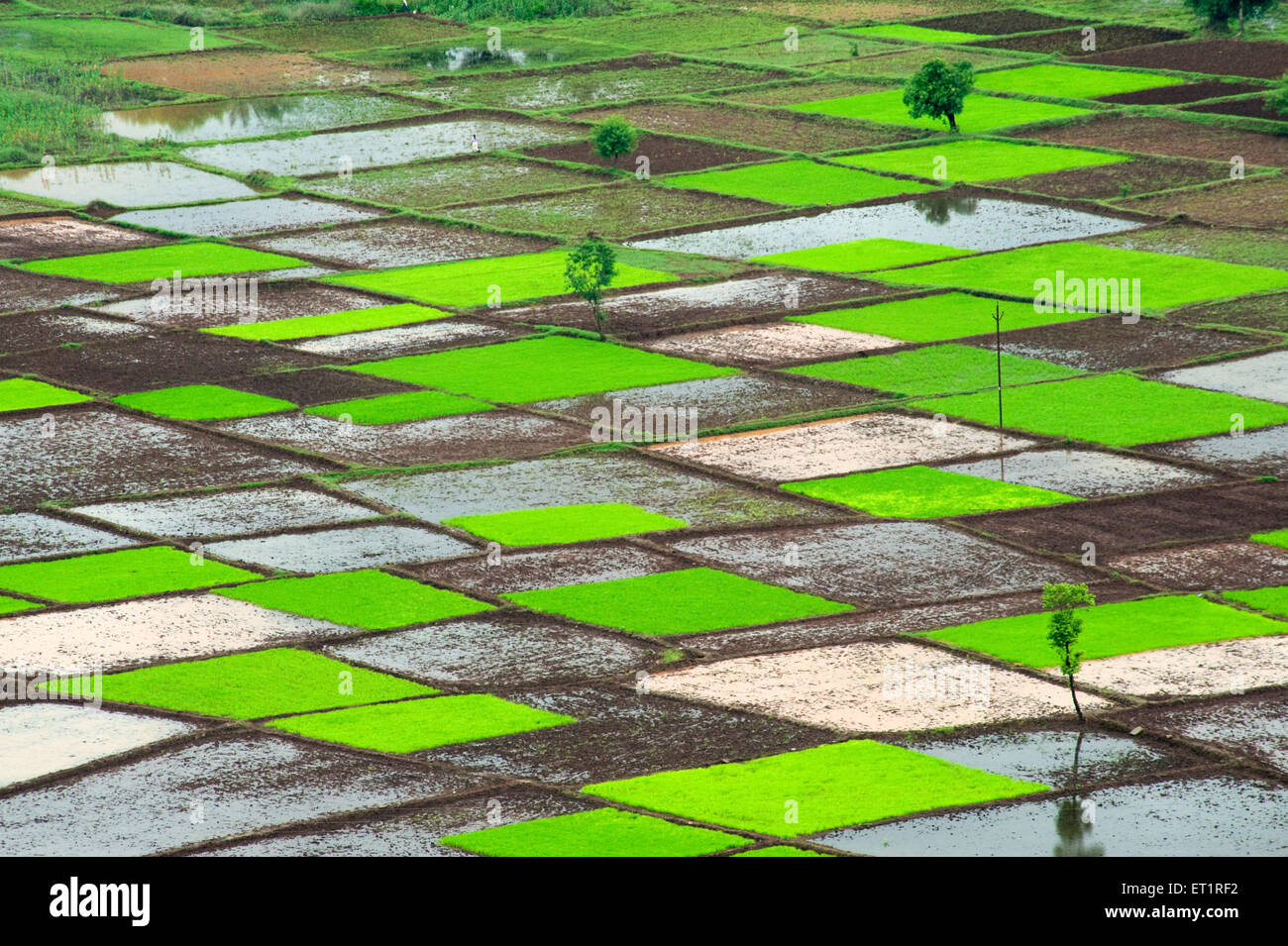 Campo de arroz paddy en plazas patrón en Monzón Ratnagiri Chiplun Maharashtra India Foto de stock