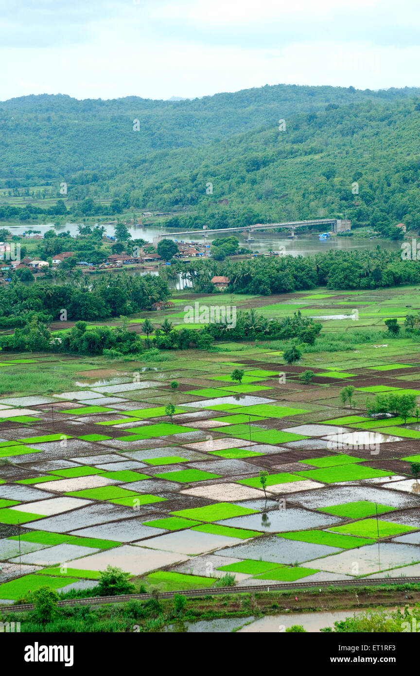 Campo de arroz paddy en plazas patrón en Monzón Chiplun ; ; ; ; Ratnagiri Maharashtra India Foto de stock