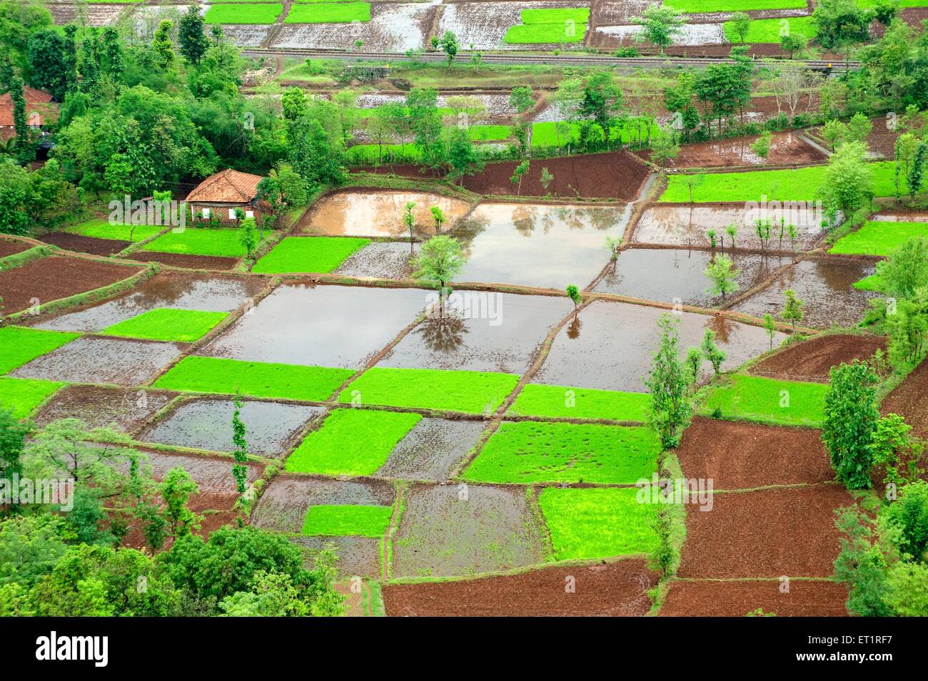 Campo de arroz paddy en plazas patrón en Monzón Chiplun ; ; ; ; Ratnagiri Maharashtra India Foto de stock