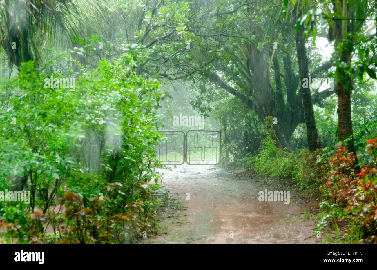 Lluvia monzónica lloviendo estación verde verdor ; Konkan ; Maharashtra ; India Foto de stock