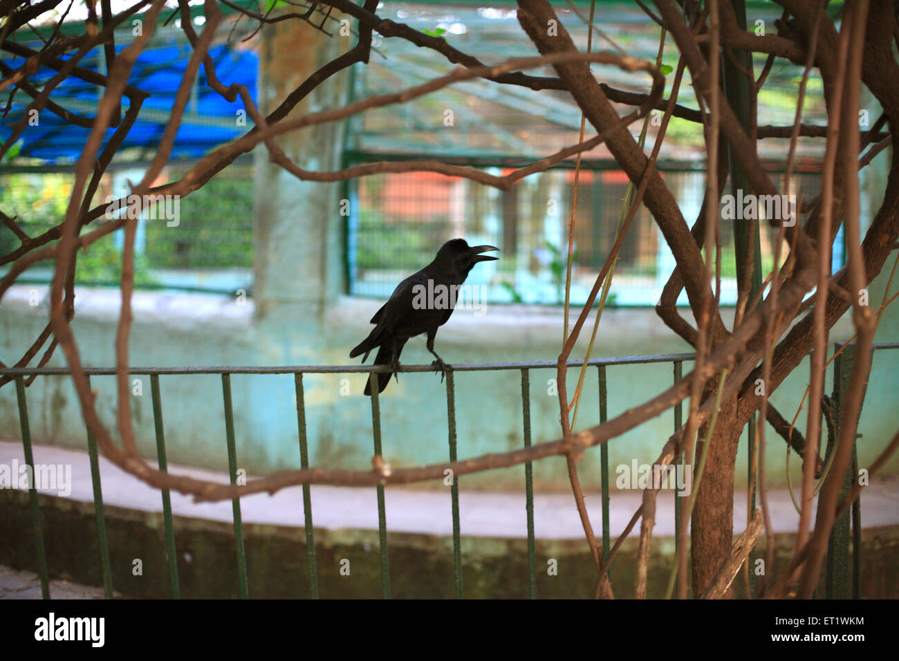 crow ; Bombay ; Mumbai ; Maharashtra ; India Foto de stock