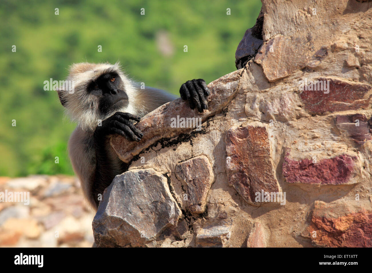 Mono de rostro negro ; Bhangarh Fort ; Rundh Bhangarh ; Bhangarh ; Rajgarh ; Alwar ; Rajasthan ; India ; Asia Foto de stock