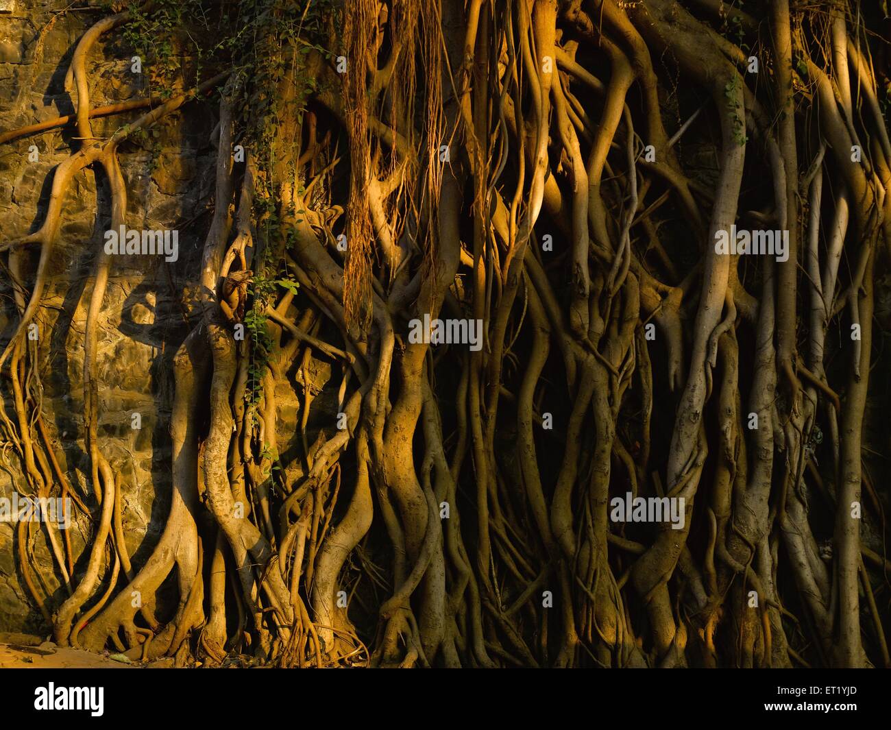 Raíces de árboles Neem, India, Asia Foto de stock