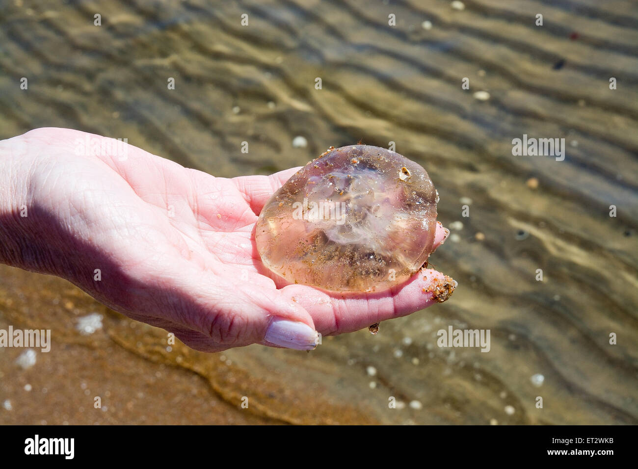Luna medusas en la mano. Otros nombres comunes son medusas, jalea de platillo, Aurelia aurita, sobre la costa occidental de Suecia. Falkenberg, colinabo Foto de stock