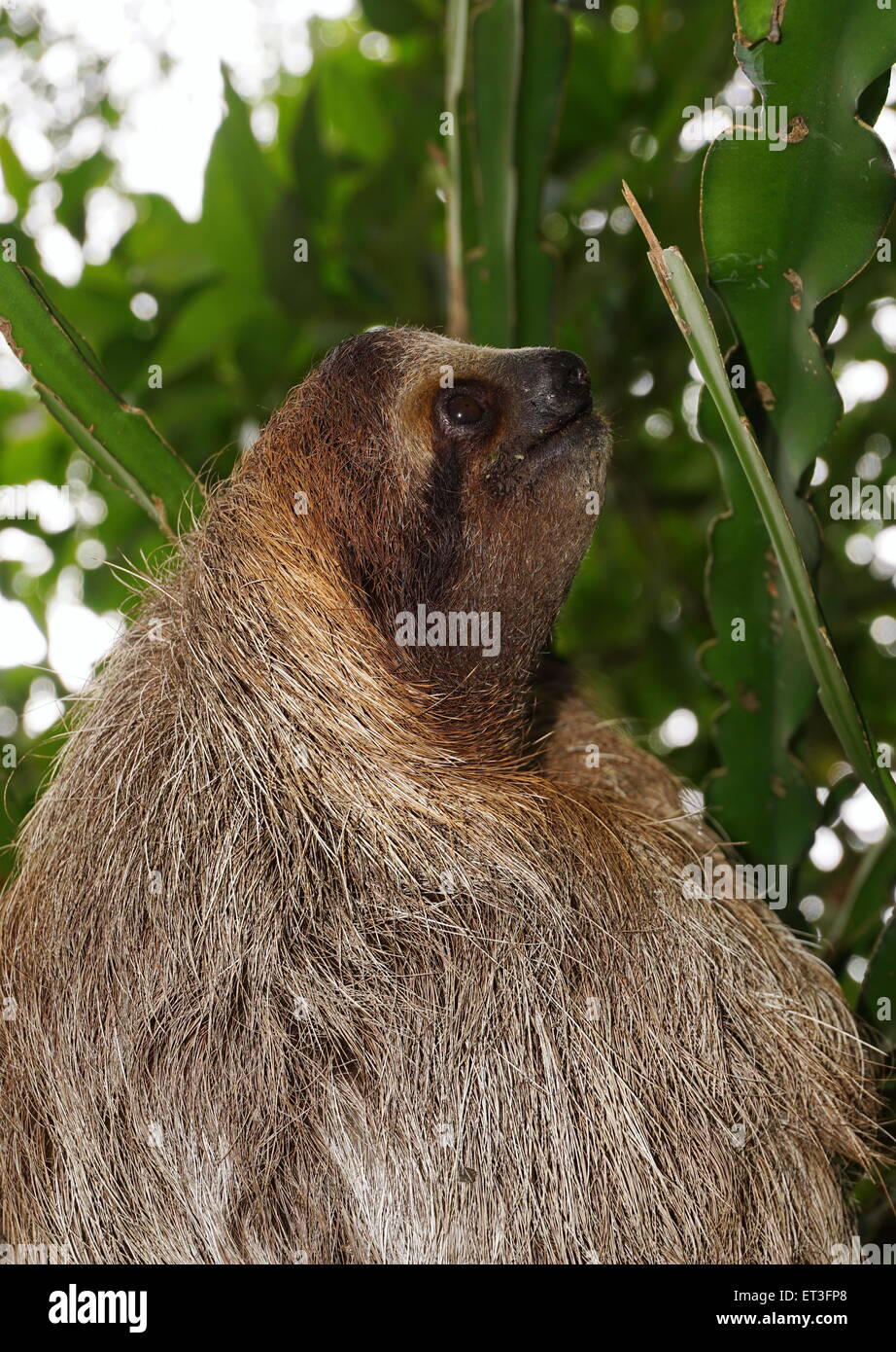 Perezoso de tres dedos en el perfil de la cabeza de la selva de Costa Rica, animales salvajes, América Central Foto de stock