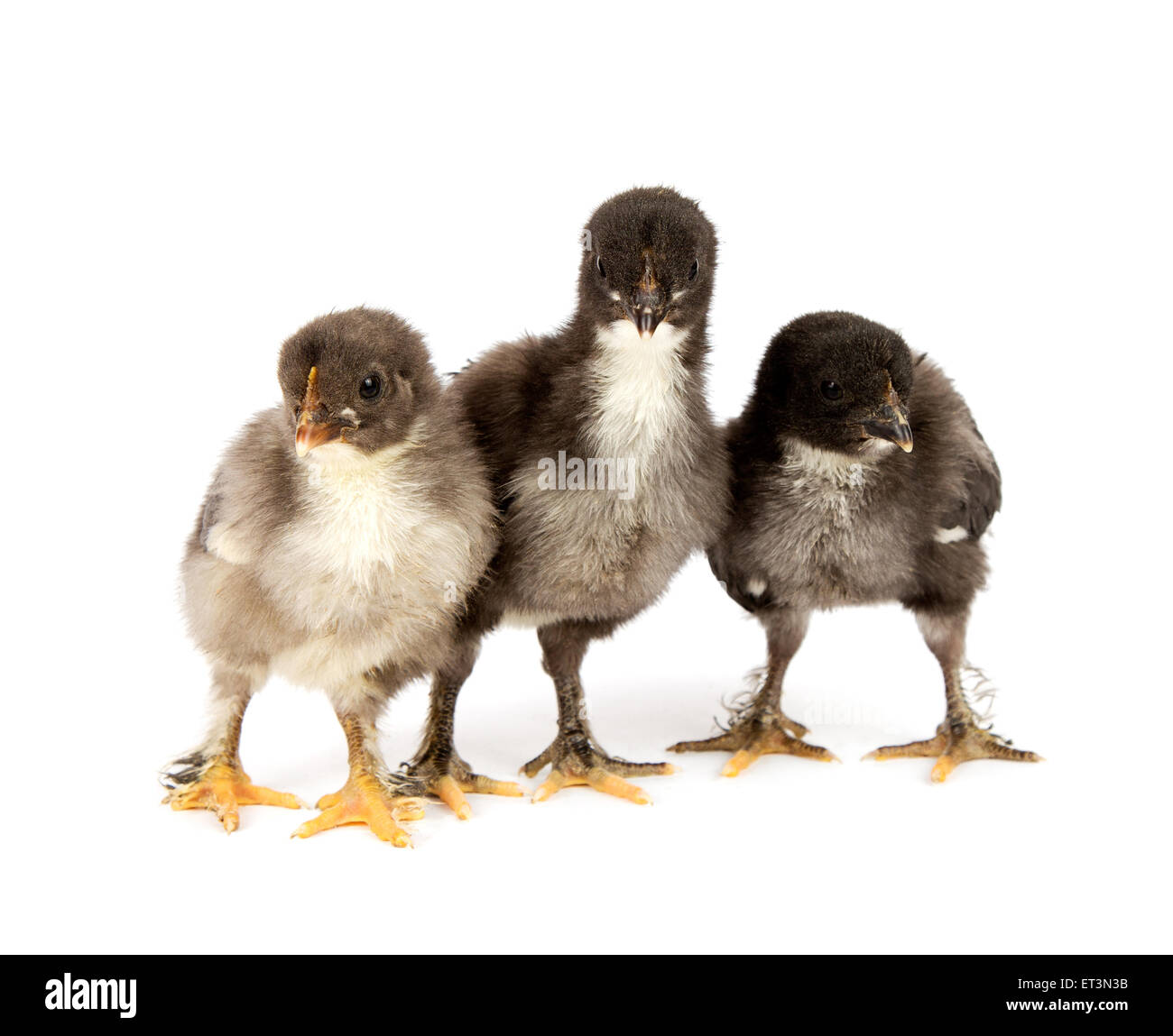 Tres negros pollos o pollitos de raza Marans,Poule de Marans sobre fondo blanco. Foto de stock