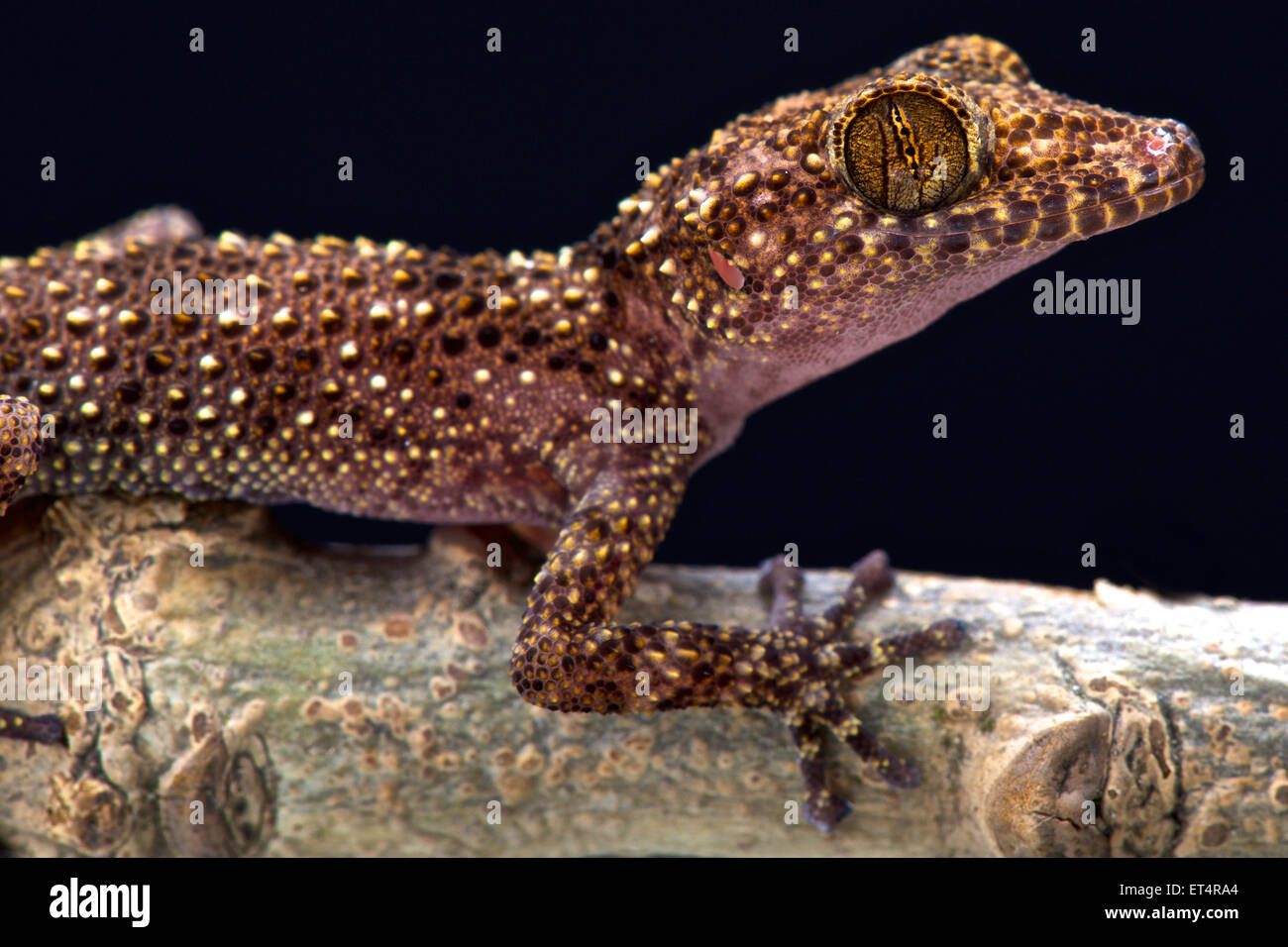 Nosy Be gecko (Paroedura oviceps) Foto de stock