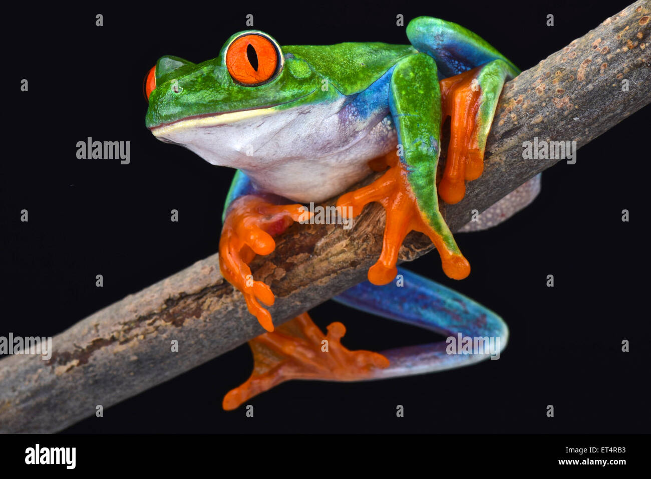 La rana arborícola de ojos rojos (Agalychnis callidryas) Foto de stock