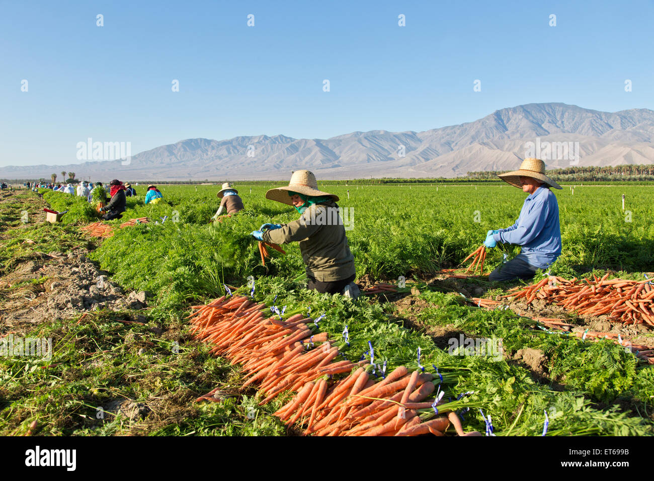 Trabajadores agrícolas hispanos cosechando campos orgánicos de zanahoria. Foto de stock