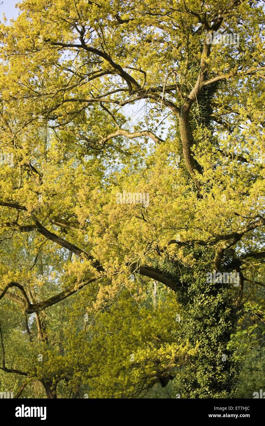 Stiel-Eiche, Stieleiche (Quercus robur), Eiche im Fruehling, Deutschland, Hessen, GSN Kuehkopf-Knoblochsaue | roble común, pedunc Foto de stock