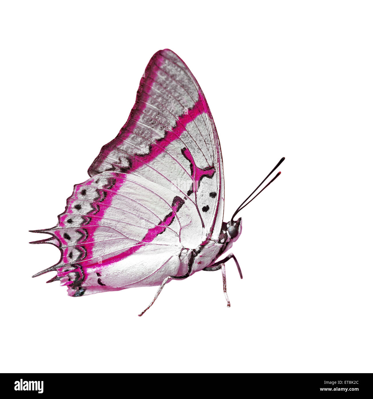 Mariposa color rosado en pequeñas Imágenes recortadas de stock - Alamy