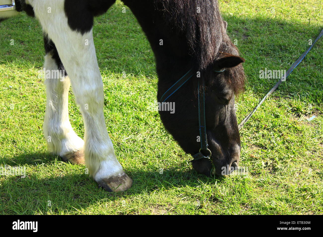 Blanco y negro caballo rural de pastoreo en los pastizales Foto de stock