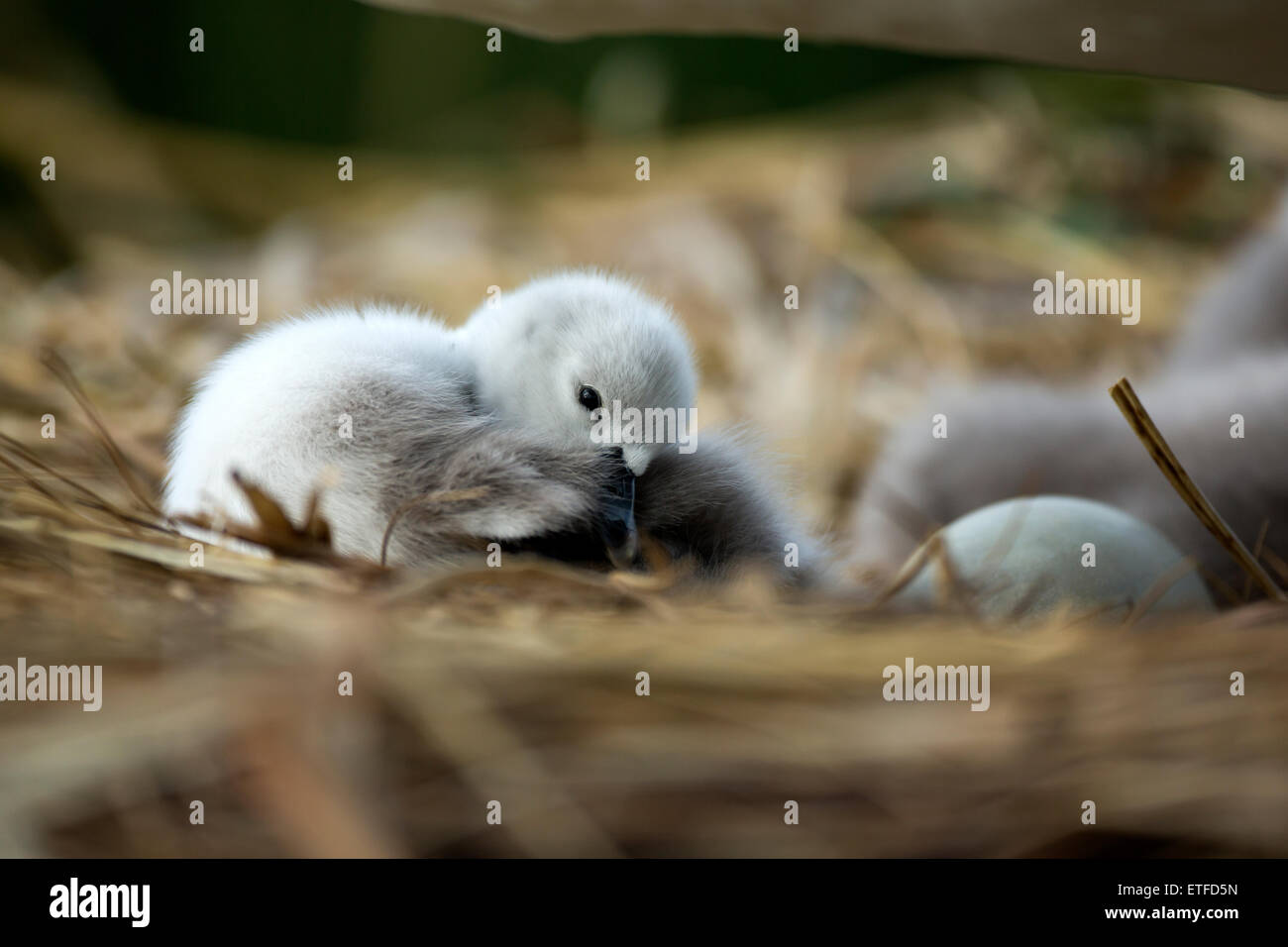 Cisne (Cygnus olor) cygnet despierto en el nido, mientras la madre está más, proteger Foto de stock