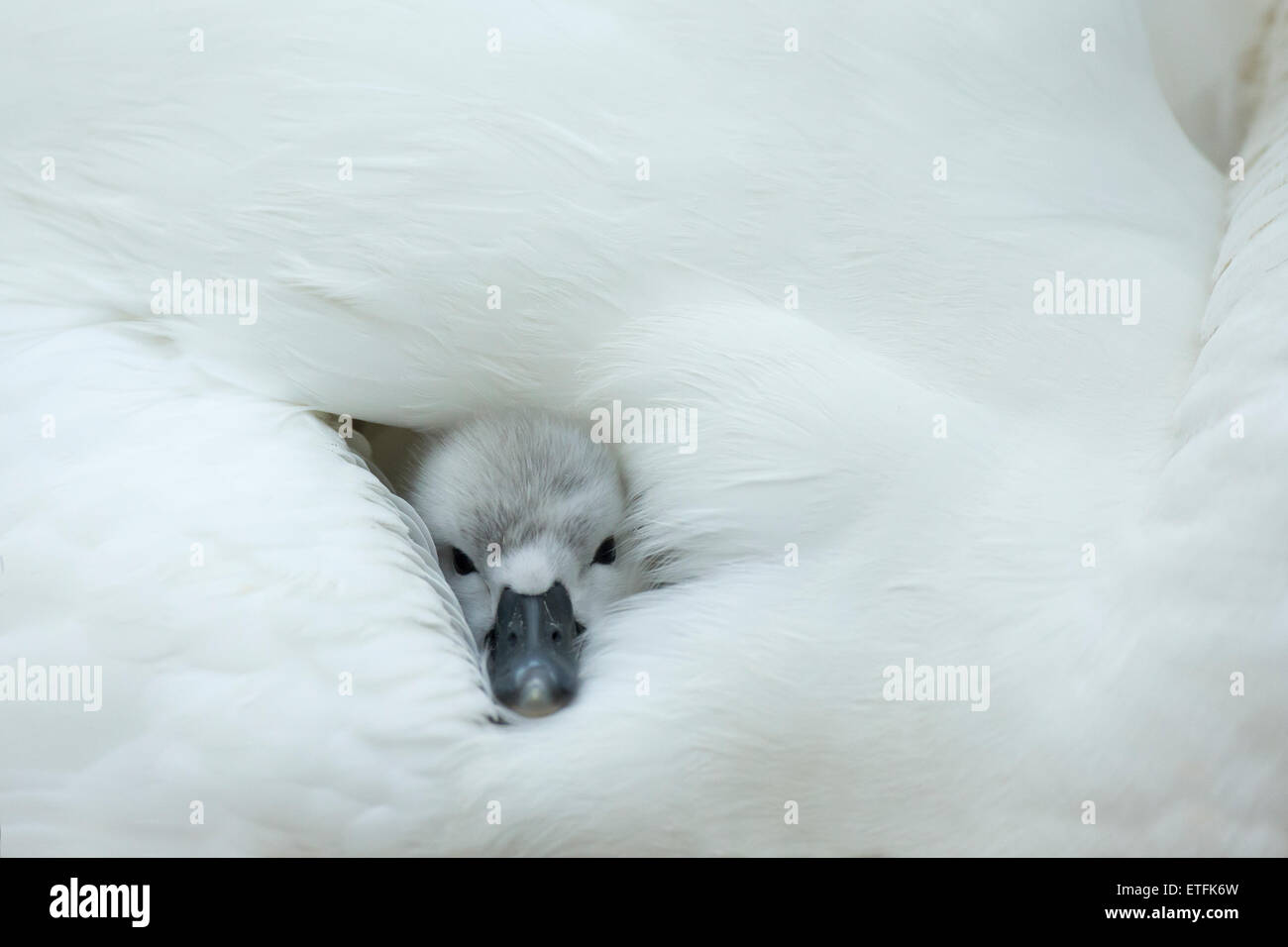 Cisne (Cygnus olor) cygnet en el nido, mientras la madre aporta calidez y protección Foto de stock