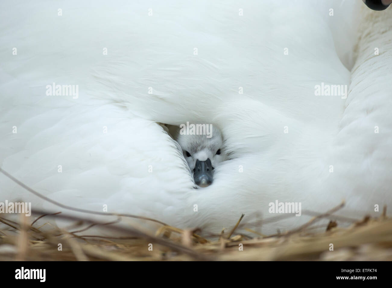 Cisne (Cygnus olor) cygnet en el nido, mientras la madre aporta calidez y protección Foto de stock