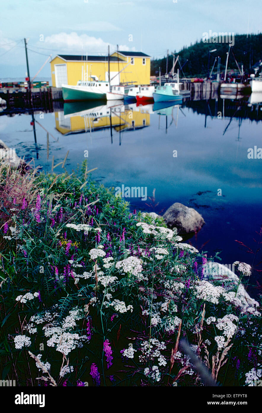 Flores silvestres, puerto, barcos de pesca más allá, Nova Scotia, Canadá Foto de stock