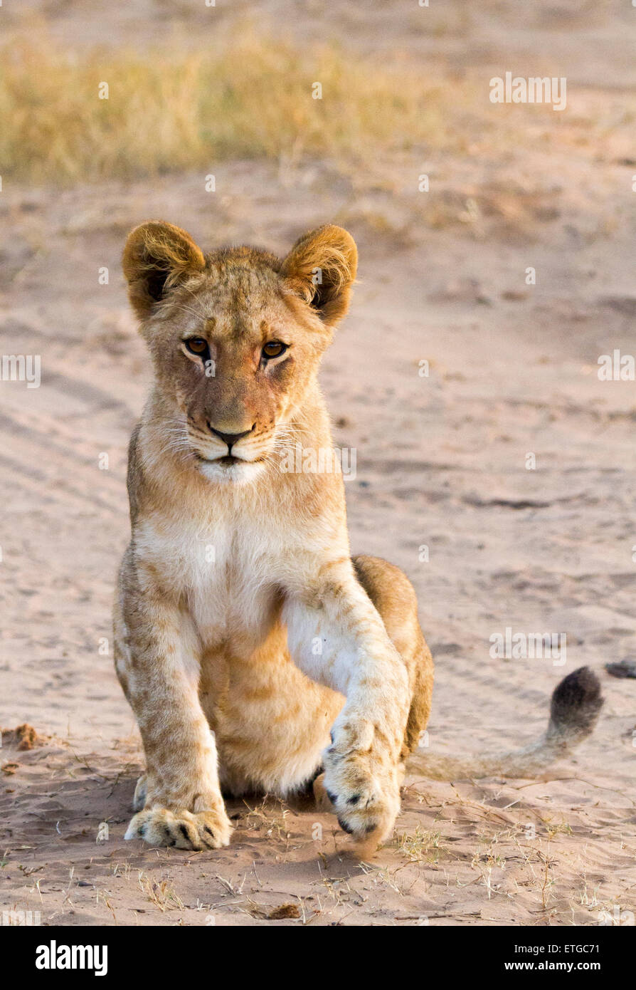 Cachorro de león en Phinda Private Game Reserve, Sudáfrica Foto de stock