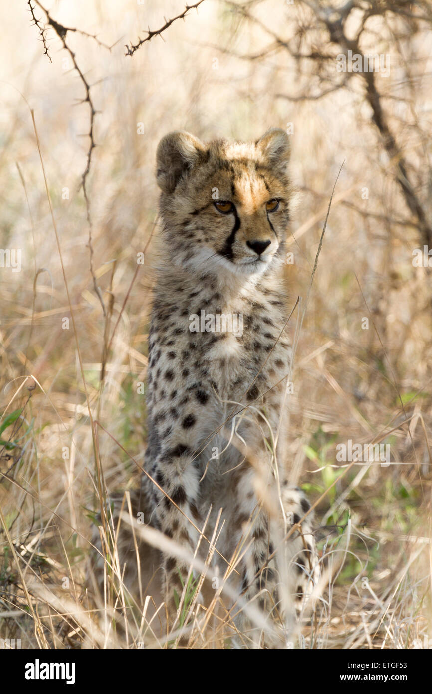 Cheetah cub esperando su madre en Phinda Private Game Reserve, Sudáfrica Foto de stock