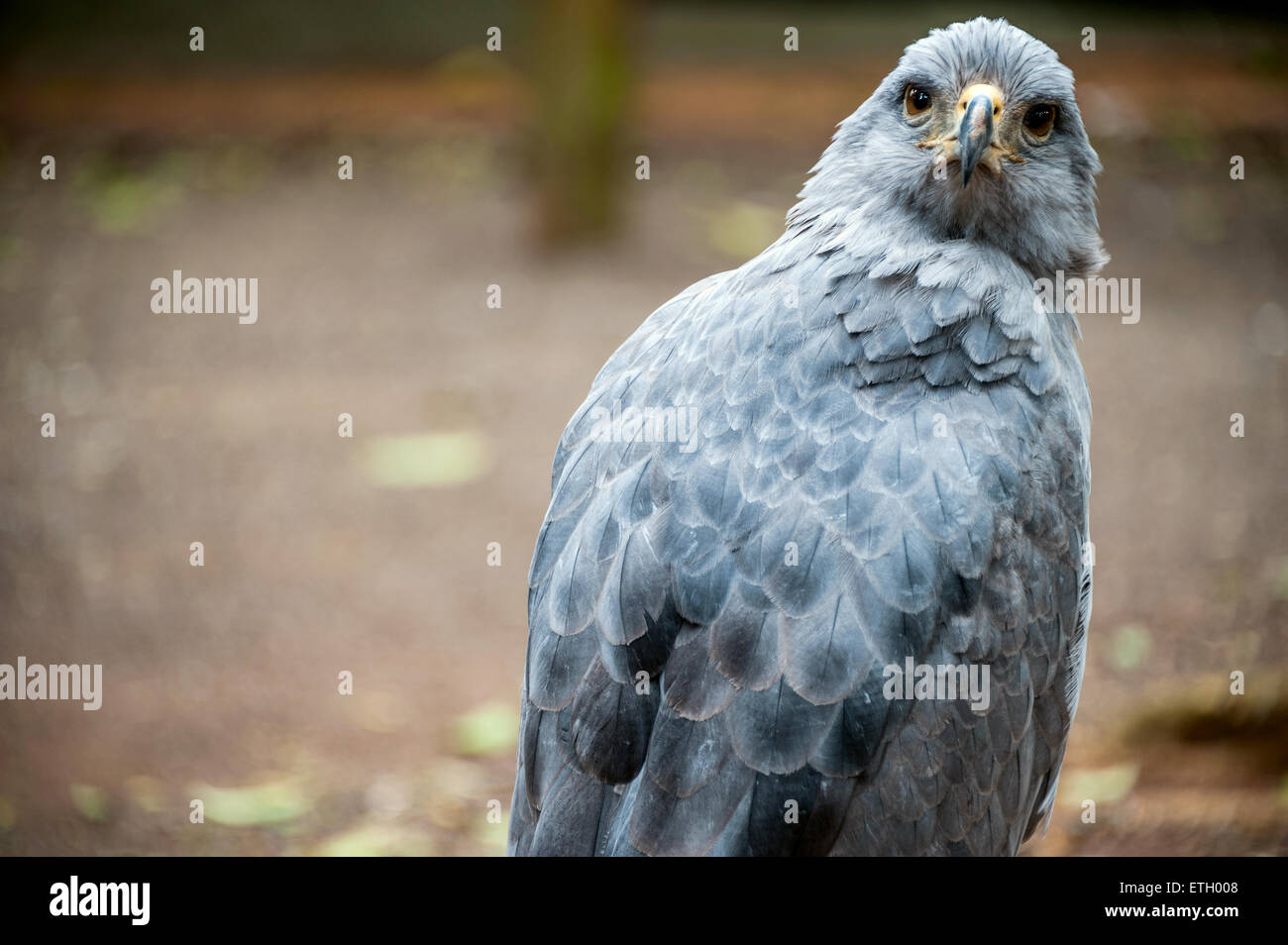 Parque nacional la guira fotografías e imágenes de alta resolución Alamy