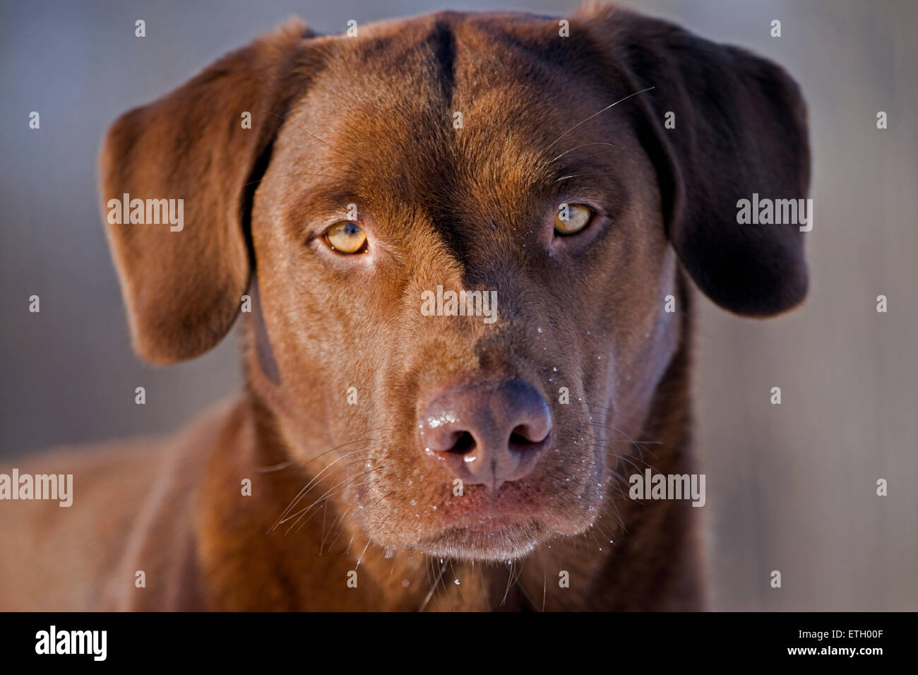 Labrador Retriever chocolate retrato, closeup Foto de stock