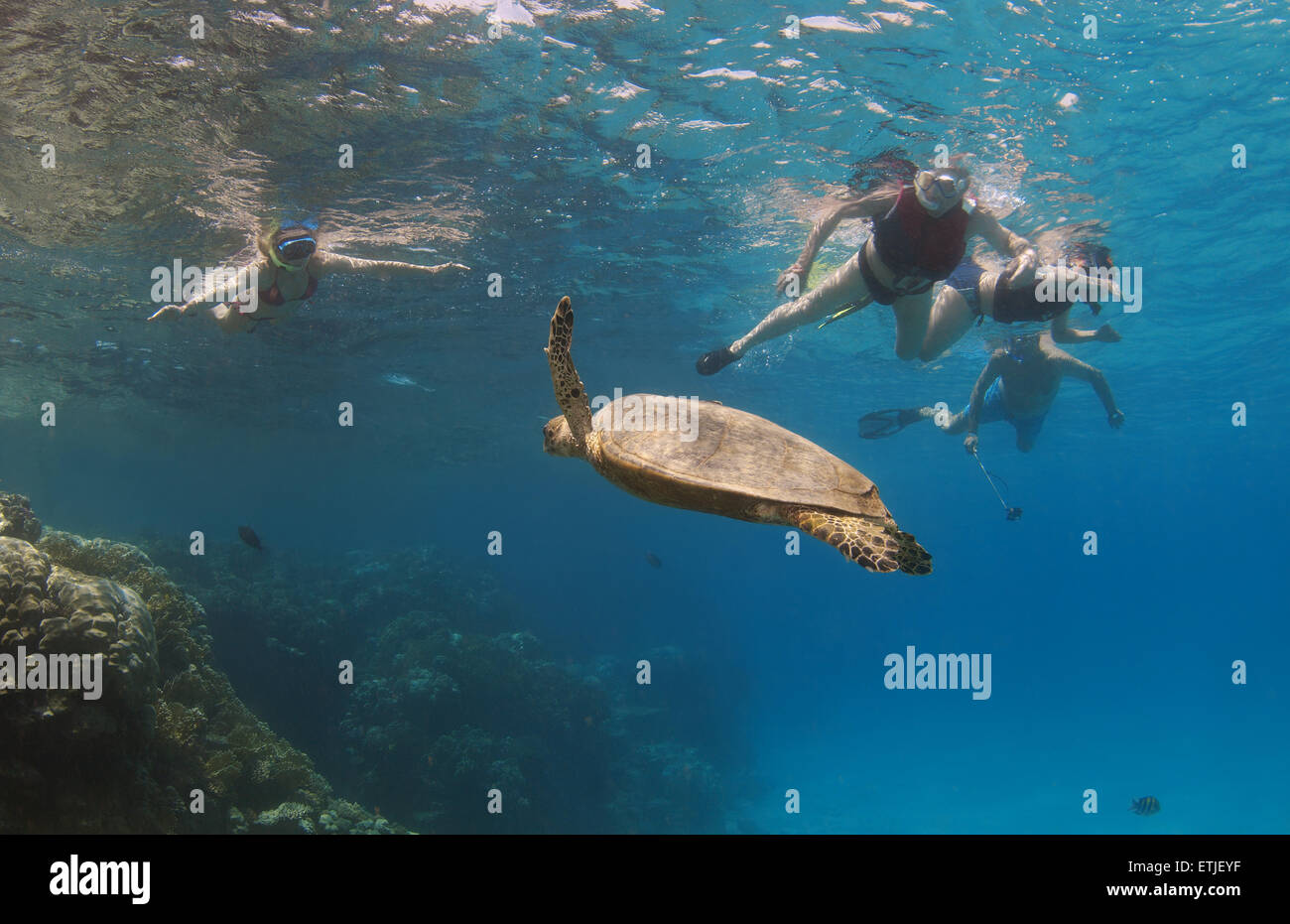 Los pueblos miran tortuga carey (Eretmochelys imbricata) nadando cerca de arrecife, Mar Rojo, Abu Dabab, Marsa Alam, Egipto Foto de stock