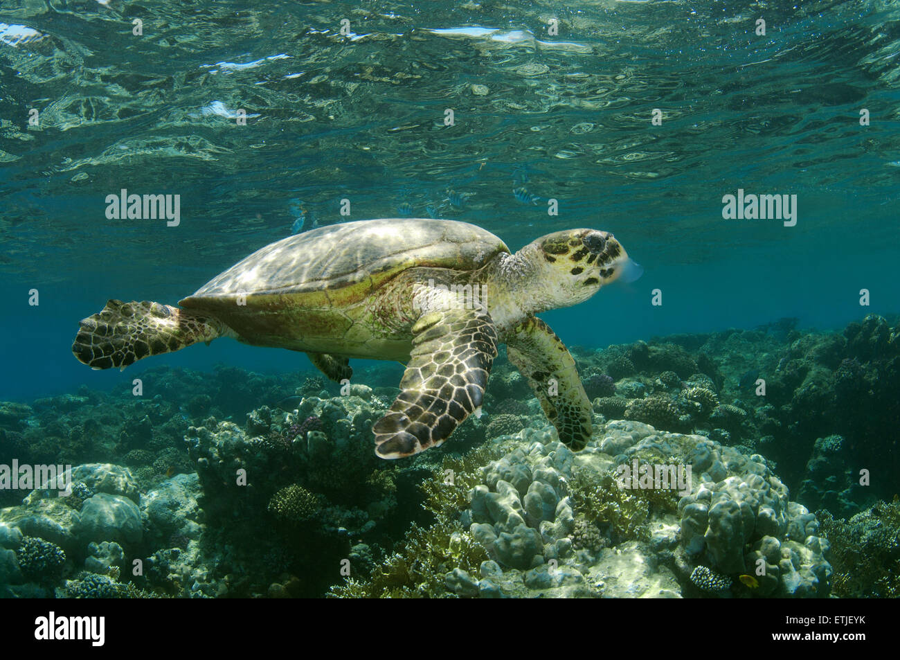 Tortuga carey (Eretmochelys imbricata) comer medusas, Mar Rojo, Abu Dabab, Marsa Alam, Egipto Foto de stock