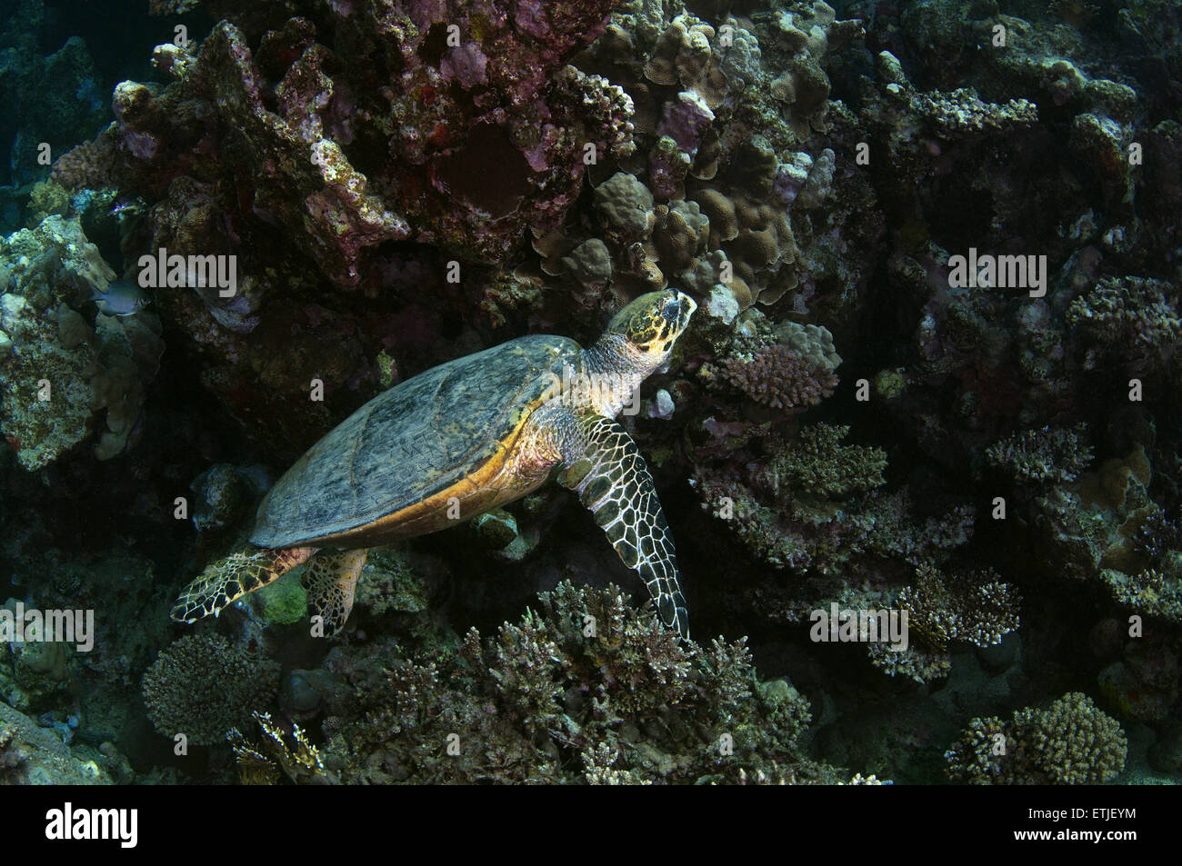 Tortuga carey (Eretmochelys imbricata) nadando cerca de arrecife, Mar Rojo, Abu Dabab, Marsa Alam, Egipto Foto de stock