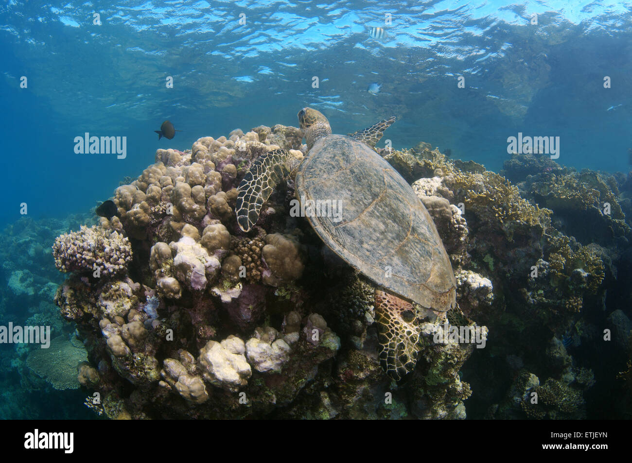 Tortuga carey (Eretmochelys imbricata) nadando cerca de arrecife, Mar Rojo, Abu Dabab, Marsa Alam, Egipto Foto de stock
