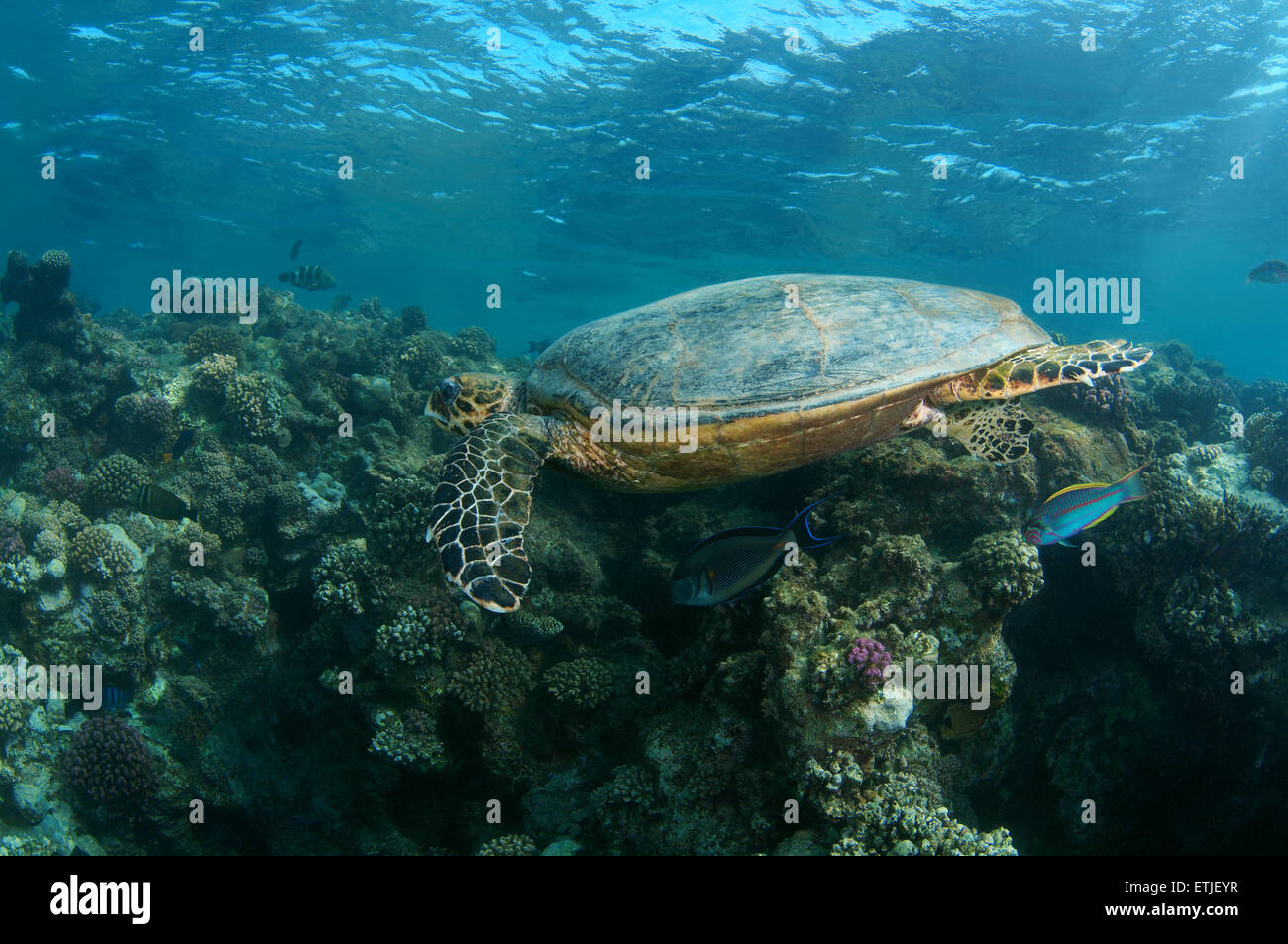 Tortuga carey (Eretmochelys imbricata) nadando cerca de arrecife, Mar Rojo, Abu Dabab, Marsa Alam, Egipto Foto de stock